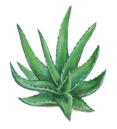 Aloe u Proctonic